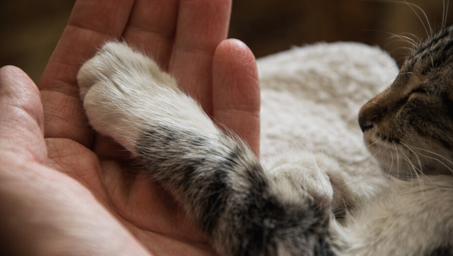 Why Do Cats Knead? Reasons Behind the Behaviour Purina
